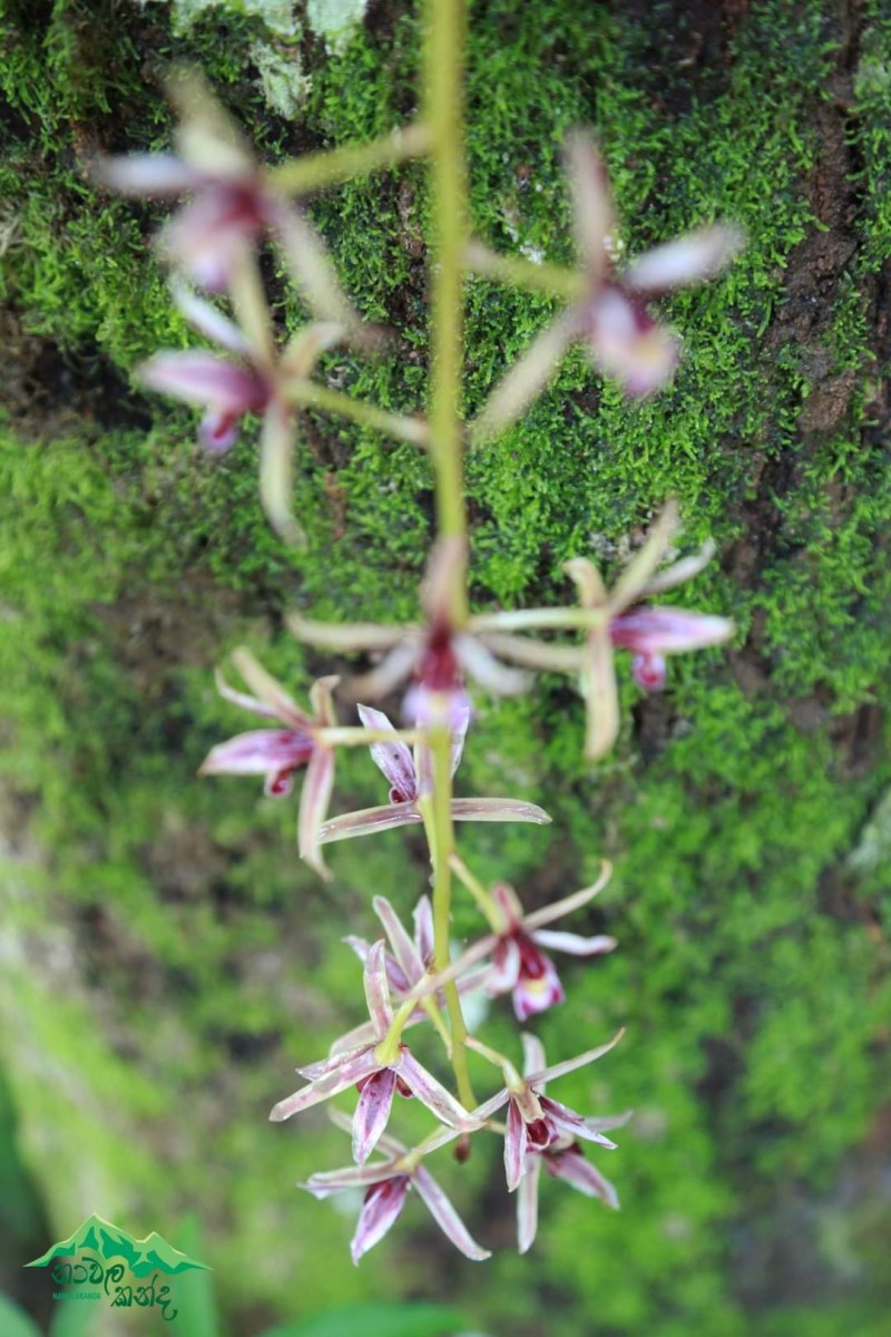 Cymbidium aloifolium (L.) Sw.